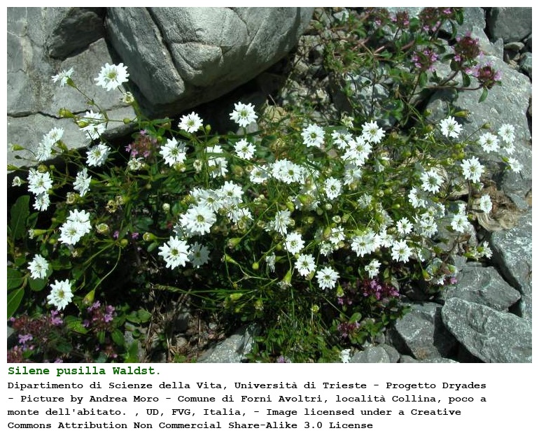 Silene pusilla Waldst. & Kit. subsp. pusilla
